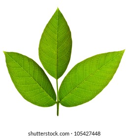 98,495 Walnut with leaves Images, Stock Photos & Vectors | Shutterstock