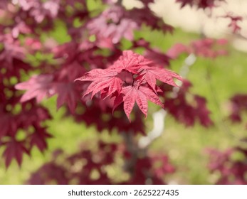 The beautiful, warm, hot red leaves of the Japanese maple - Acer Palmatum Atropurpureum (Firelight). Close-up. Acer palmatum, commonly known as Japanese maple, palmate maple, or smooth Japanese maple.