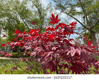 The beautiful, warm, hot red leaves of the Japanese maple - Acer Palmatum Atropurpureum (Firelight). Close-up. Acer palmatum, commonly known as Japanese maple, palmate maple, or smooth Japanese maple.