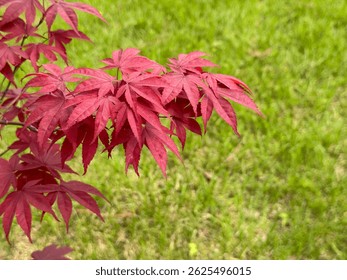 The beautiful, warm, hot red leaves of the Japanese maple - Acer Palmatum Atropurpureum (Firelight). Close-up. Acer palmatum, commonly known as Japanese maple, palmate maple, or smooth Japanese maple.