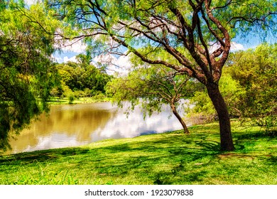 Beautiful and Warm Nature Scene in Ibirapuera Park with Lots of Green: Grass, Trees, Leaves, Bushes and a Fresh Water Lake On a Sunny Morning