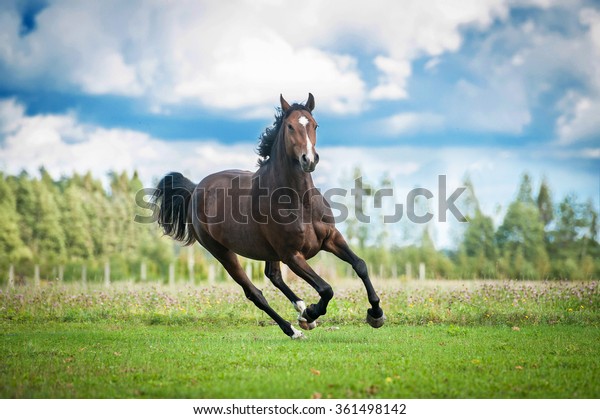 Beautiful Warmblood Horse Running On Field Stock Photo (Edit Now) 361498142