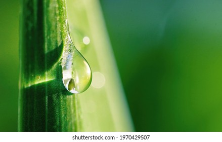 Beautiful water drop sparkle on a blade of grass in sunlight, macro. Big droplet of morning dew outdoor. Amazing artistic image of purity of nature.
