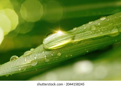 Beautiful water drop sparkle in sun on grass in sunlight, macro. Big droplet of morning dew with sun glare outdoor, beautiful round bokeh. Amazing artistic image of purity of nature.