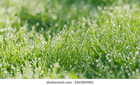 Beautiful Water Drop Sparkle In Sun. Large Water Drops Of Dew Sparkling In Sun On Lawn Grass. Pan. - Powered by Shutterstock