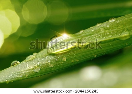 Beautiful water drop sparkle in sun on grass in sunlight, macro. Big droplet of morning dew with sun glare outdoor, beautiful round bokeh. Amazing artistic image of purity of nature.