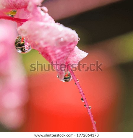 Similar – Blüte mit Tröpfchen Leben