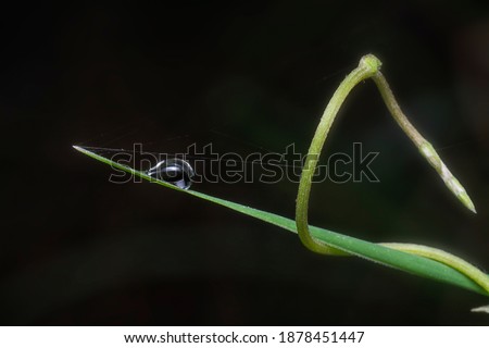 Similar – Image, Stock Photo vinegar tree Nature Branch