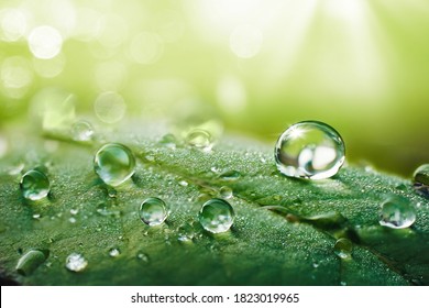 Beautiful water drops after rain on green leaf in sunlight, macro. Many droplets of morning dew outdoor, beautiful round bokeh, selective focus. Amazing artistic image of purity and fresh of nature. - Powered by Shutterstock