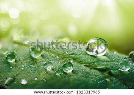 Beautiful water drops after rain on green leaf in sunlight, macro. Many droplets of morning dew outdoor, beautiful round bokeh, selective focus. Amazing artistic image of purity and fresh of nature.