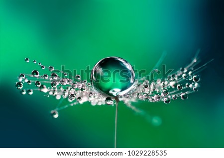 Beautiful water drops on a dandelion seed macro in nature. Beautiful blurred green and blue background. Dew drops on dandelion with free space. Bright colorful dreamy artistic image