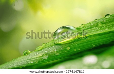 Beautiful water drops sparkle in sun on leaf in sunlight, macro. Big droplet of morning dew outdoor, beautiful round bokeh. Amazing artistic image of purity of nature.