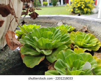 Beautiful Water Lettuce On The Water