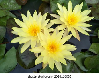 Beautiful water lilly in the pond  summer  fragrant   beautiful petals 