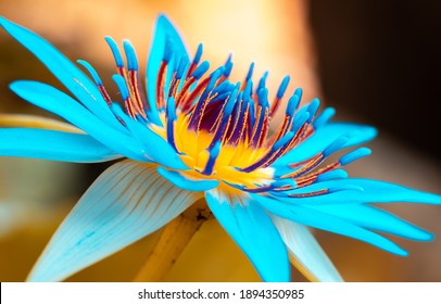 Beautiful water lily flowers close up macro photo, great detailed shot, bokeh background, vivid saturated colors on the flower petals, pollen and great scent attracts insects and bugs, 