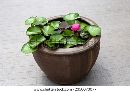 Beautiful water lily. Lotus flower with green leaves in a pot