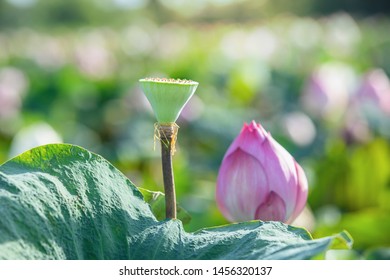 Fotos Imágenes Y Otros Productos Fotográficos De Stock