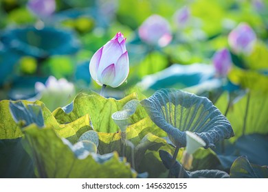 Fotos Imágenes Y Otros Productos Fotográficos De Stock