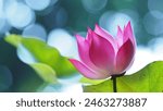 A beautiful, Water lily, Sun Flower. sun-drenched spring summer meadow Natural colorful panoramic landscape with many wild flowers of daisies against blue sky. A frame with soft selective focus.
