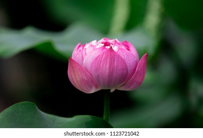 Lotus Fleur Stock Photos Images Photography Shutterstock