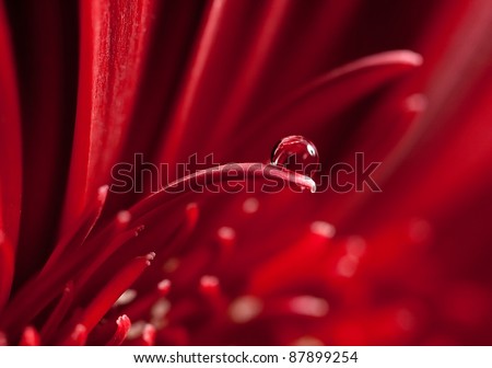 Beautiful water-drop on a red petal