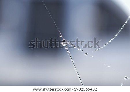 Beautiful waterdroplets on a spiderweb