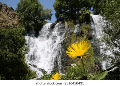 Beautiful waterfall in the forest. Waterfall and beautiful nature. Tall trees, yellow flowers and waterfall. Waterfall wall art - Powered by Shutterstock