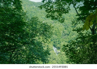 Beautiful Waterfall Scene Surrounded by Lush Forest Greenery - Powered by Shutterstock