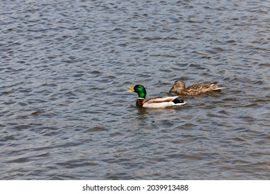 beautiful waterfowl ducks in spring or summer, waterfowl wild ducks in the wild, small low wild ducks