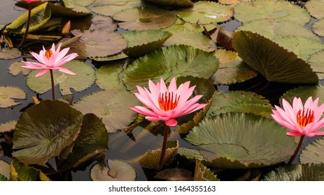 Unduh 990+ Background Bunga Lily Kuning Gratis Terbaik