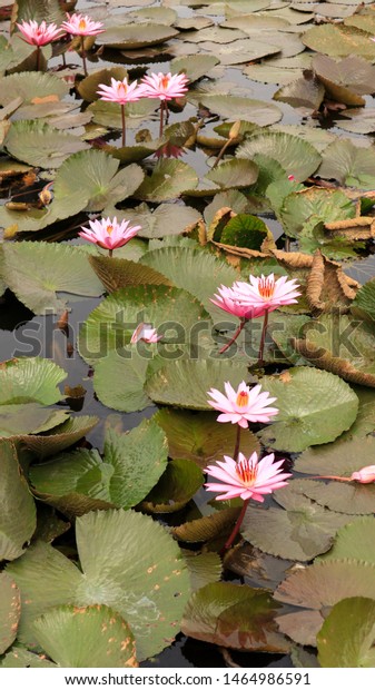 Beautiful Waterlily Bunga Teratai Lotus Flower Stock Photo