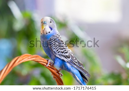 A beautiful wavy parrot of blue color sits without a cage. Tropical birds at home. Feathered favorites