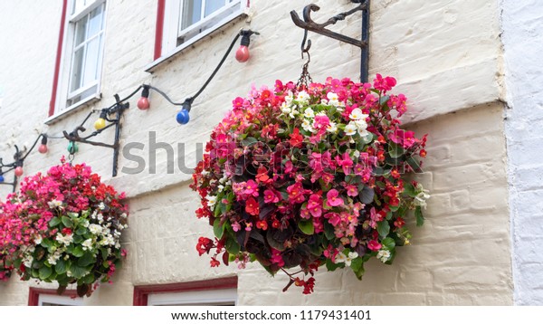 Beautiful wax begonia flowers (begonia\
semperflorens) in a hanging baskets against brick wall. Begonias in\
various vibrant colors - pink, red, white and\
purple