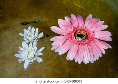 Beautiful Wedding Ring On Pink Flower Floating On The Water And Black Fighting Fish In Water