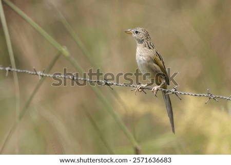 Beautiful Wedge-tailed Grass Finch (Emberizoides herbicola) perched on a barbedwire fence line
