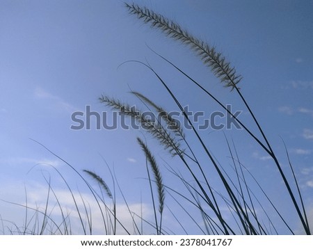 Similar – Gräser Gras Sommer grün