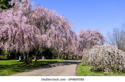 The beautiful weeping cherry trees and white flowering shrubs that bloom in the spring in the Lexington Cemetery, Lexington, KY. 