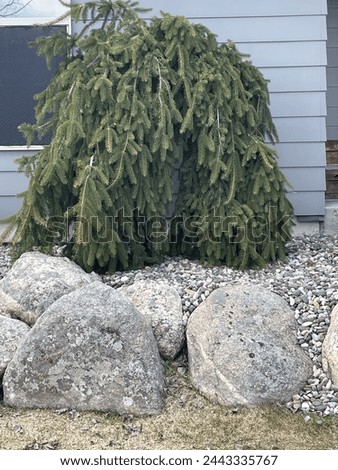 Beautiful Weeping Norway Spruce above a dry laid boulder wall