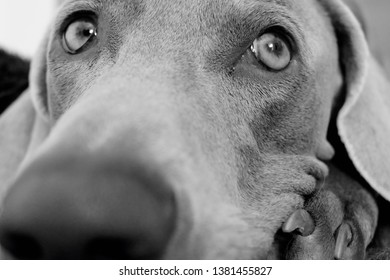 Beautiful Weimaraner Dog Portrait, Photography In Black And White