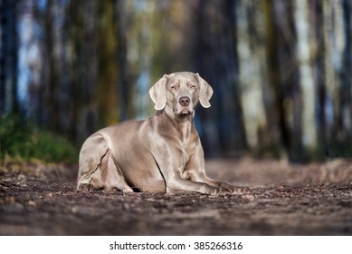 how fast is a weimaraner