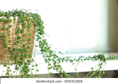 Beautiful Weird Succulent Plant String Of Pearls In A Handmade Craft Pot, Home Interior, White Kitchen, Backlight, Window Daylight