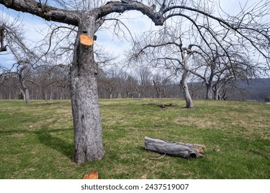 Beautiful well maintained green grass apple orchard under a blue sky in early spring with freshly pruned cut branches laying on the ground and fresh cut marks on tree - Powered by Shutterstock