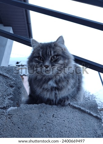 Beautiful well-groomed fluffy cat sitting on cold winter stairs in dreary weather