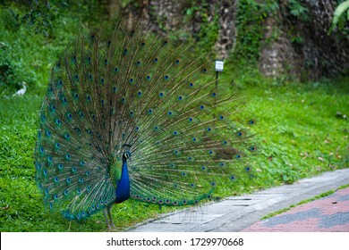 クジャク の画像 写真素材 ベクター画像 Shutterstock