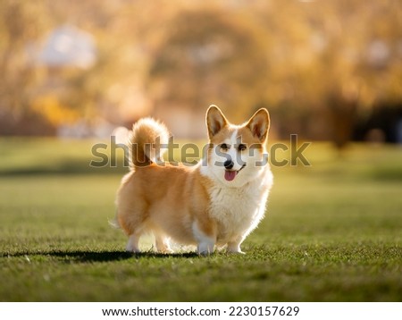 Beautiful Welsh Pembroke Corgi dog with curly, fluffy tail poised to run on green grassed sports field with blurred Autumn toned golden trees in the background