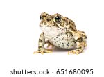 A beautiful Western (California) Toad on a white background