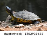 Beautiful Western Painted turtle Chrysemys picta having sunbath near water pond