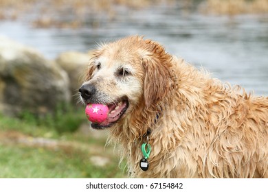 Beautiful Wet And Dirty Golden Retriever Dog With A Ball In His Mouth. His Coat Is Filled With Grass Seeds And Dirt.