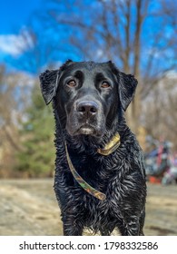 Beautiful, Wet, Pure Black Lab Hunting Dog.