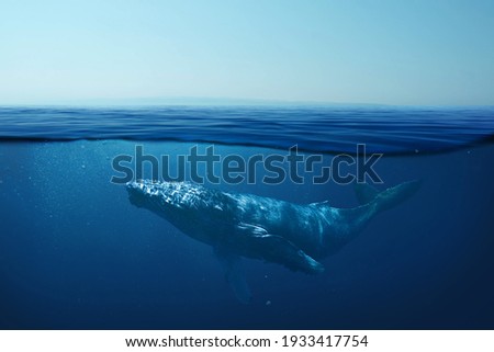 Beautiful whale underwater in the wild. Underwater world and life, concept. The whale swims in the clear ocean underwater. Blue water 